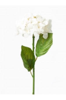 Цветок  Floox Hydrangea Eype белый